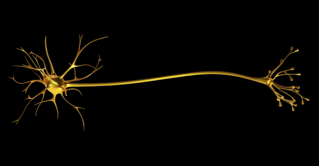 The Vagus Nerve: Key to Mind-Body Connection